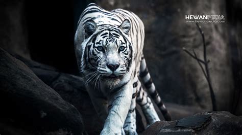 Mimpi anak harimau  Angka togel jitu dengan mimpi melihat harimau di hutan ialah 2D 22-17 3D 445-811 4D 3374-8890